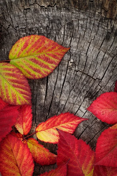 Hojas rojas de otoño — Foto de Stock