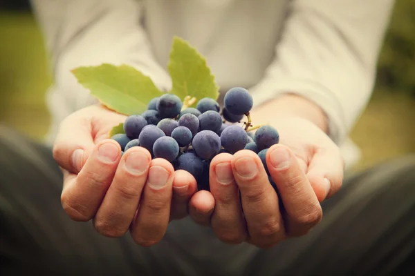 Colheita de uvas — Fotografia de Stock