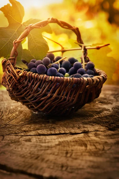 Fekete szőlő — Stock Fotó