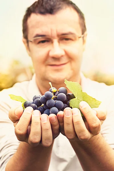 Colheita de uvas — Fotografia de Stock