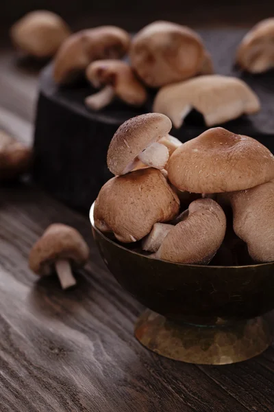 Μανιτάρια shiitake — Φωτογραφία Αρχείου