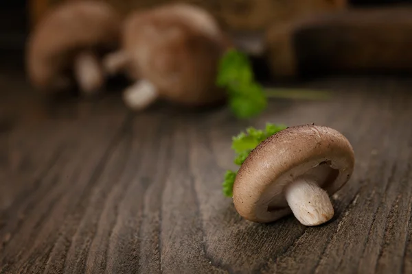 Cogumelos shiitake — Fotografia de Stock