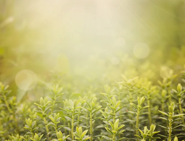 Våren bokeh — Stockfoto