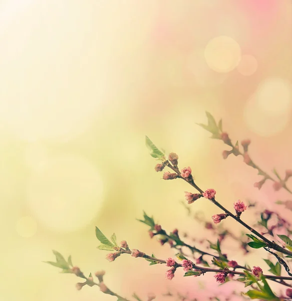 Brotes de flores — Foto de Stock