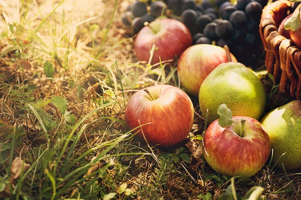 Fruta ecológica en hierba de verano — Foto de Stock