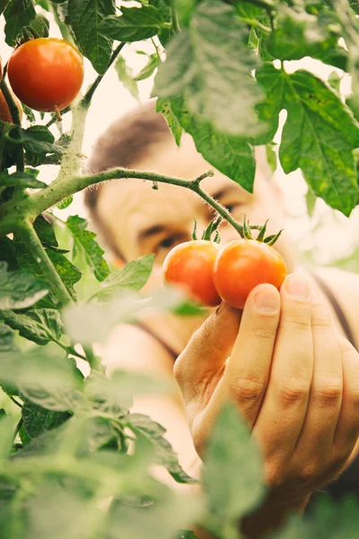 Colheita de tomate — Fotografia de Stock