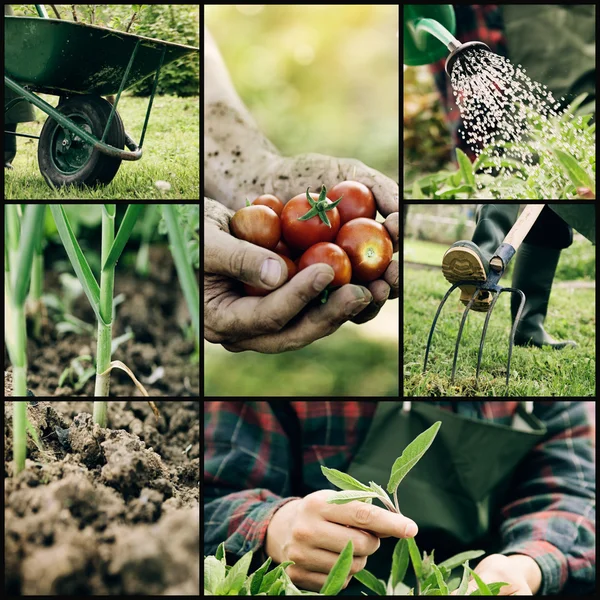 Collage de jardín — Foto de Stock