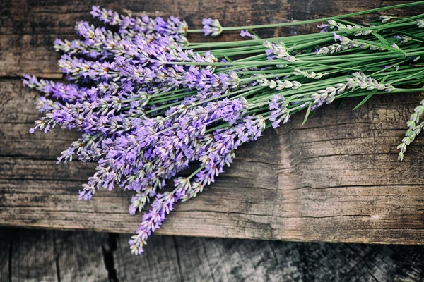 Lavanda fresca — Foto Stock