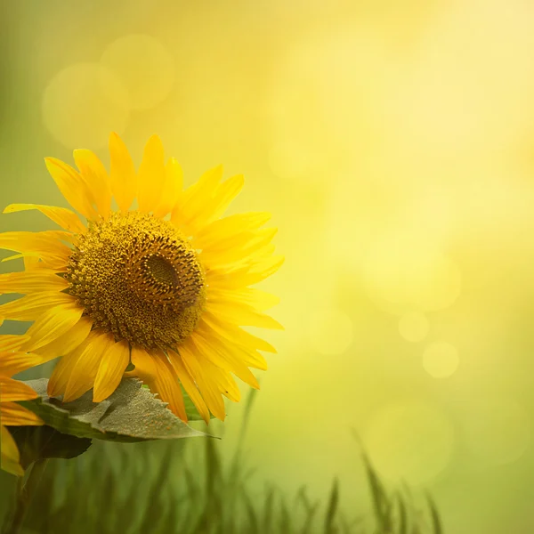 Fond de tournesol été — Photo