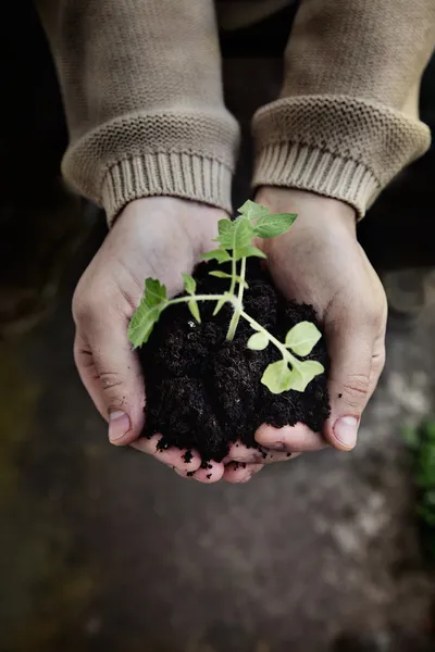 Plántulas de jardín — Foto de Stock