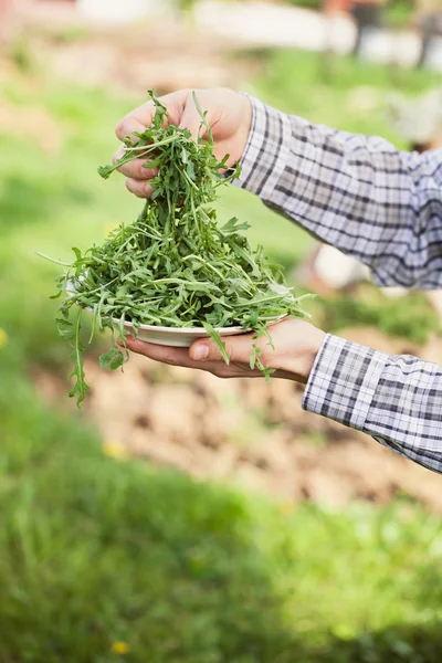 Insalata di rucola — Foto Stock