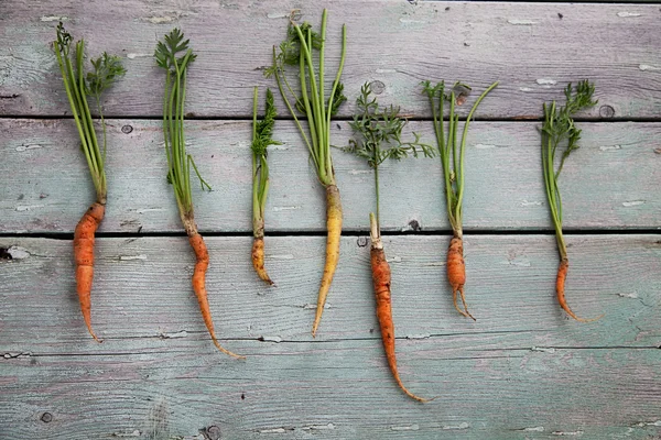 Carottes fraîches — Photo