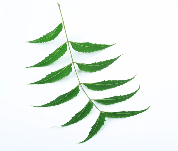Hoja medicinal de hierbas indias sobre fondo blanco — Foto de Stock
