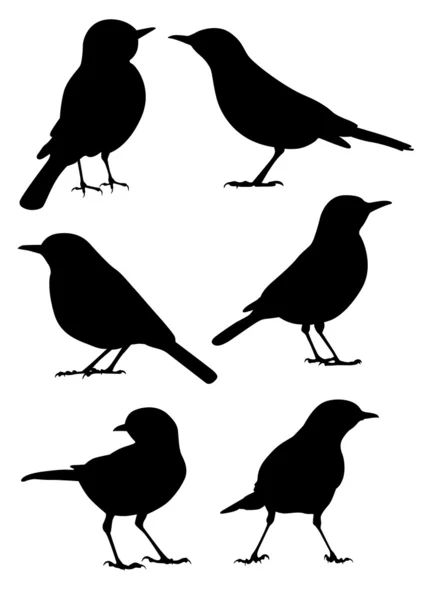 Silueta de aves - 6 ilustraciones vectoriales diferentes — Vector de stock