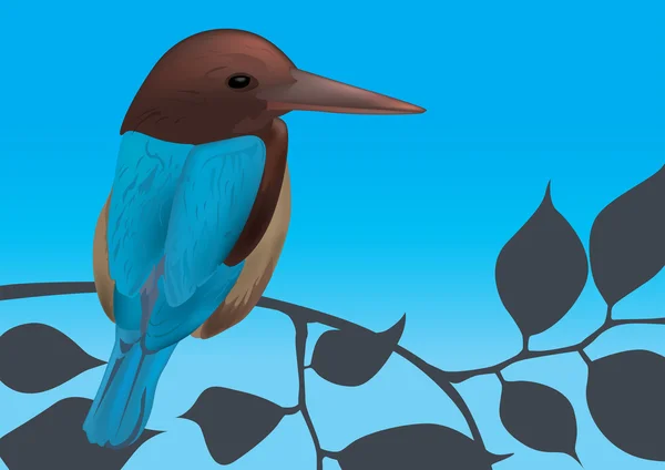 Kingfisher uccello vettoriale illustrazione — Vettoriale Stock