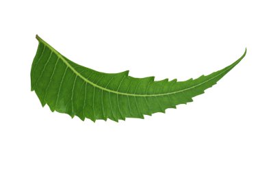 Indian Herbal  Medicinal Leaf - Neem clipart