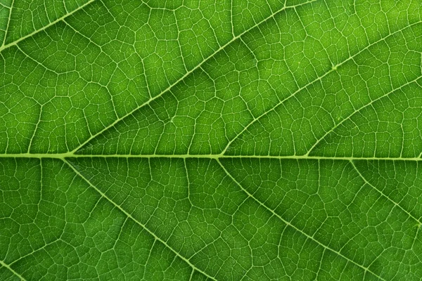 Frische grüne Blatttextur Nahaufnahme — Stockfoto