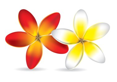 güzel frangipani çiçek - vektör çizim