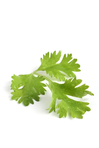 El primer plano de una hoja de cilantro — Foto de Stock