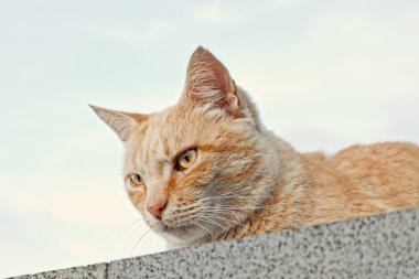 meraklı kedi somut bir çitin üzerinden seyir