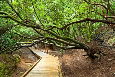 Sendero de los sentidos, anaga Milli Parkı, tenerife