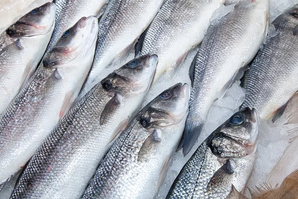 Raw Seabasses on Ice — Stock Photo, Image