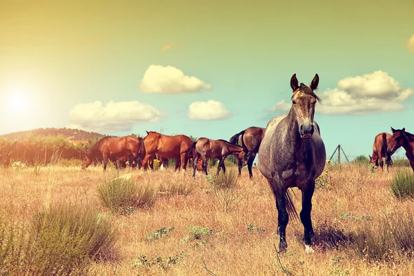 Groep van paarden grazen in het veld — Stockfoto