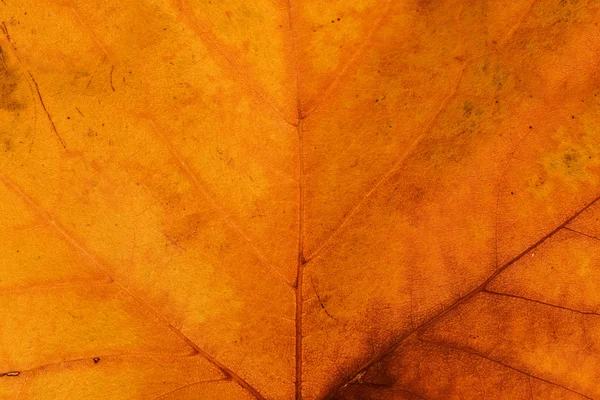 Goldenen Herbst Blatt Hintergrund — Stockfoto