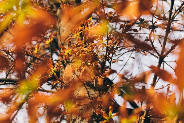 Warmer Herbst im Park — Stockfoto