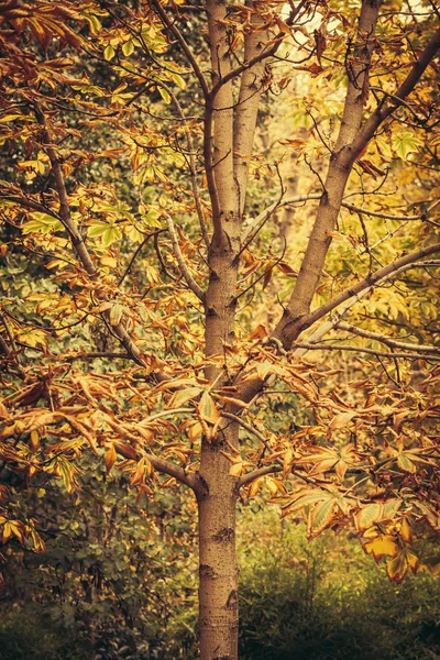 Warmer Herbst im Park — Stockfoto