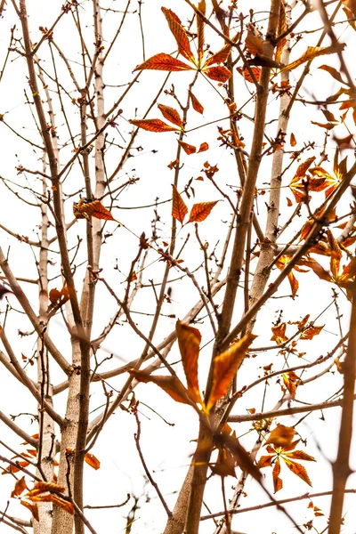 Herbstszene im Park — Stockfoto