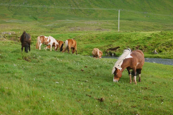 Icelandic Horses — Stock Photo, Image