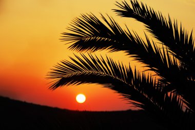 günbatımı palmiye ağacı dalı ile