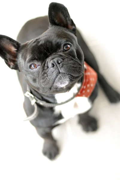 Portrait d'un chiot de race bouledogue français — Photo