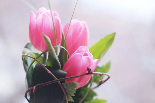 Fresh spring tulip flowers — Stock Photo, Image