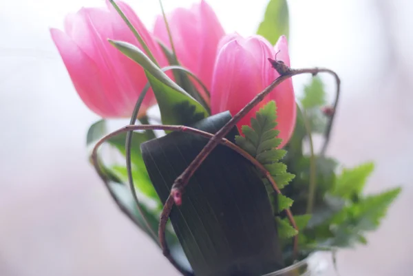 Flores de tulipa de primavera frescas — Fotografia de Stock