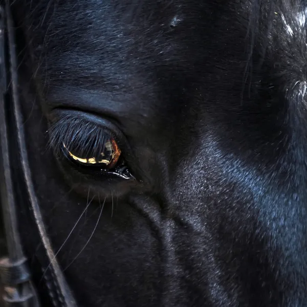 馬の目を閉じて — ストック写真