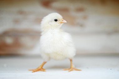 sevimli bebekler kızlar