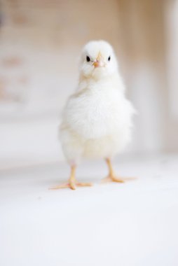 sevimli bebekler kızlar