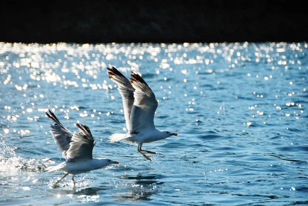 Möwe fliegt über blaues Meer — Stockfoto