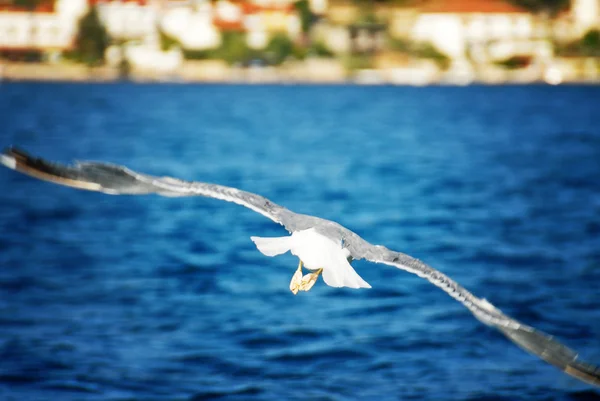 Gaviota, volando sobre el mar azul — Foto de Stock