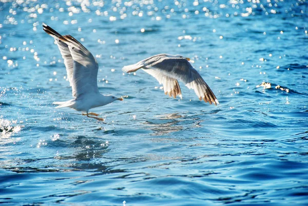 Gaviota, volando sobre el mar azul —  Fotos de Stock