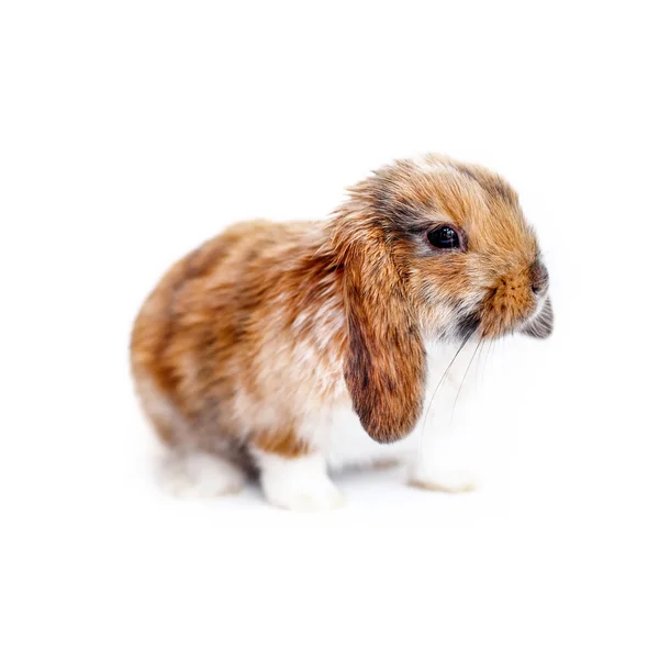 Ładny królik. szczegół portret na białym tle — Zdjęcie stockowe