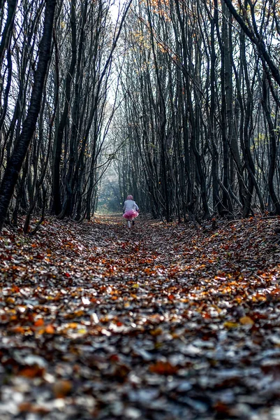 Little girl in autumn forest Royalty Free Stock Images