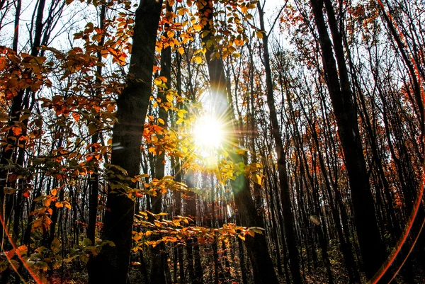 Floresta de outono. Bela natureza fundo . Imagem De Stock