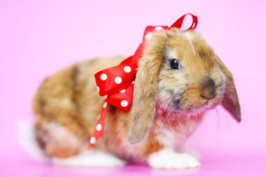 sevimli küçük Paskalya tavşanı