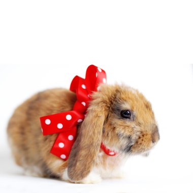 sevimli küçük Paskalya tavşanı