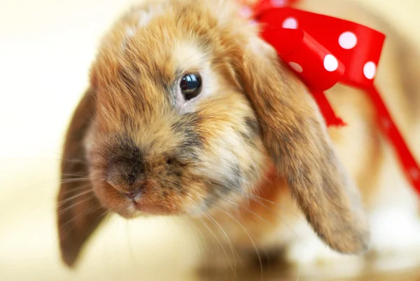 Roztomilý malý velikonoční králík Royalty Free Stock Obrázky