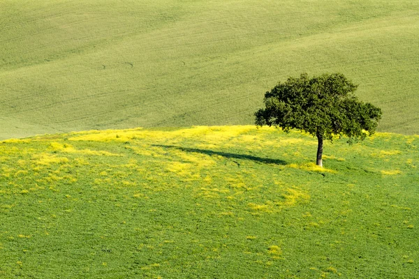 Lonley tree in field, Val d 'Orcia, Tuscany, Italy — стоковое фото
