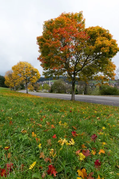 Colorful maple trees at autumn time in Black Forest, Germany — Stock Photo, Image